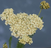 Krwawnik Credo Achillea 1l