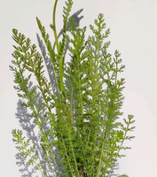 Krwawnik Credo Achillea 1l