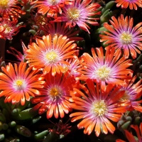 Delosperma Jewel of Desert Sunstone Delosperma cooperi 