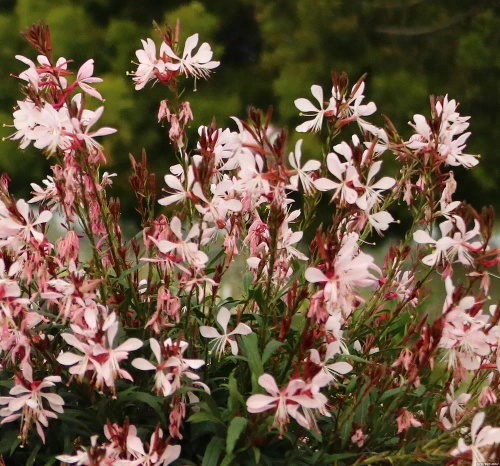 Gaura Graceful Light Pink Gaura lindheimeri 