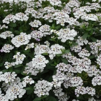 Ubiorek wiecznie zielony Masterpiece Iberis sempervirens