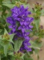 Dzwonek skupiony Bellefleur Blue Campanula glomerata 