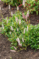 Rdest Donald Lowndes Persicaria affinis 1l