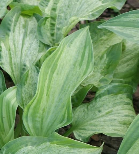 Funkia Allegan Fog Hosta  1l