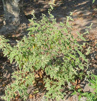 Barbula White Surprise Caryopteris Clandonensis 1l