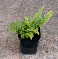 Paprotnik Szczecinkozębny Congestum Polystichum Setiferum 9