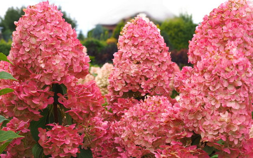 Hortensja bukietowa Queen Romance Hydrangea paniculata 1l