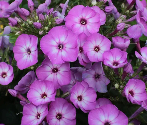 Floks, Płomyk Flame Purple Eye Phlox Paniculata 