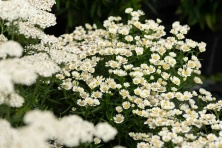 Krwawnik kichawiec Nana Compacta Achillea ptarmica