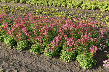 Jarzmianka większa Cerise Button Astrantia Major 9-1l