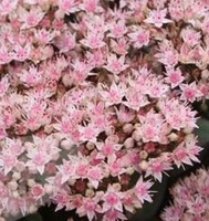 Rozchodnik wielki Matrona Sedum telephium 1l