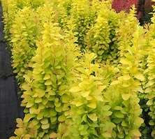 Berberys Thunberga Sunbeam Berberis Thunbergii 05-1l