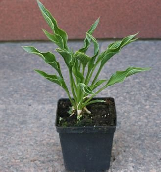 Funkia Praying Hands Hosta 2l