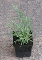 Goździk pierzasty Angel of Hope Dianthus plumarius 9