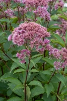 Sadziec plamisty Atropurpureum Eupatorium maculatum 1l