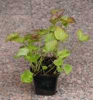 Dzwonek kropkowany Alba Campanula punctata