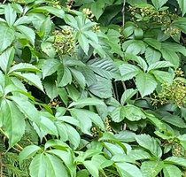 Winobluszcz pięciolistkowy Parthenocissus quinquefolia 9