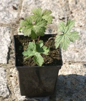 Bodziszek Rozanne Geranium hybrids