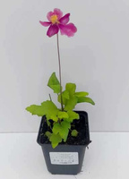 Zawilec Japoński Splendens Anemone Hupehensis 9