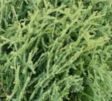 Żywotnik Zachodni Hoseri Thuja Occidentalis 1l