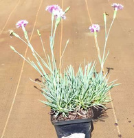 Goździk alpejski Alwodii Dianthus alpinus