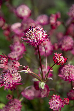 Jarzmianka Astra Red Astrantia hybrida 0,5l - 1l