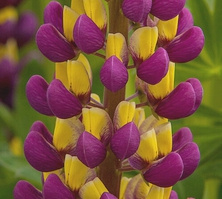 Łubin Manhattan Lights Lupinus hybrida