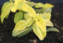 Trzmielina fortunea Scheridan Gold Euonymus fortunei 1l