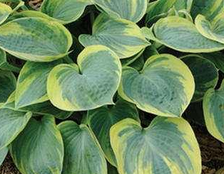 Funkia Aristocrat Hosta 1l