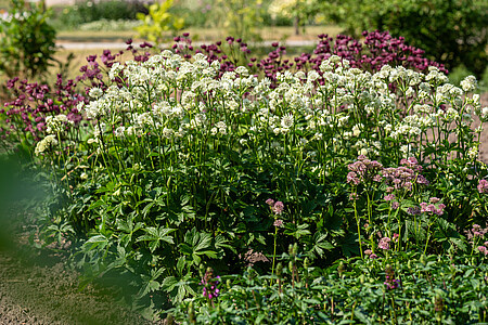 Jarzmianka Astra White Astrantia hybrida 0,5l - 1l