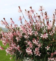 Gaura Graceful Light Pink Gaura lindheimeri 