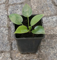 Funkia Halcyon Hosta