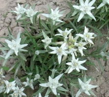 Szarotka alpejska Star of Alps Leontopodium Alpinum