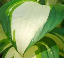 Funkia Vulcan Hosta 1l