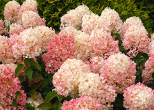 Hortensja bukietowa Queen Mini Bella Hydrangea paniculata 1l