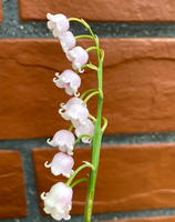 Konwalia majowa Rosea Convallaria majalis