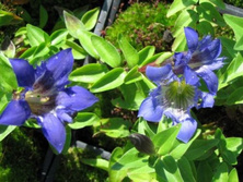 Goryczka siedmiodzielna Gentiana septemfida lagodechiana 9