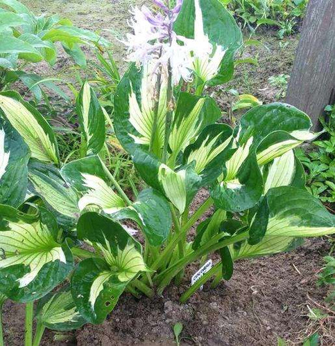 Funkia Colored Hulk Hosta  2l
