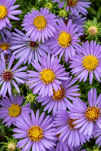 Aster October Skies Symphyotrichum oblongifolium