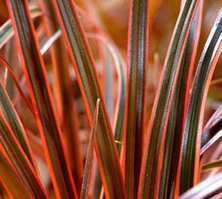 Uncinia czerwona Everflame Uncinia rubra