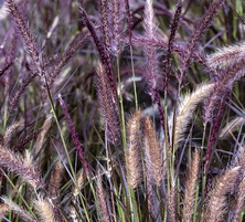 Rozplenica japońska Little Rubin Pennisetum Aleopecuroides 9