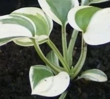 Funkia Snow Cap Hosta 2l