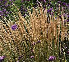 Trzcinnik ostrokwiatowy Karl Foerster Calamagrostis acutiflora 1l