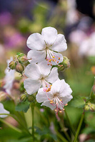 Bodziszek kantabryjski Saint Ola's Geranium cantabrigiense 9