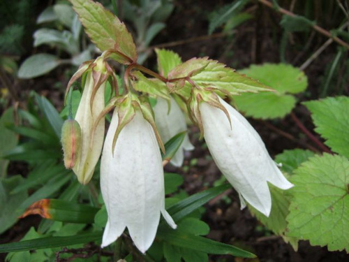 Dzwonek kropkowany Alba Campanula punctata