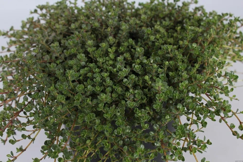 Macierzanka wczesna Pink Chintz Thymus Praecox