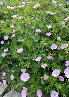 Bodziszek czerwony paskowany Geranium sanguineum var. striatum