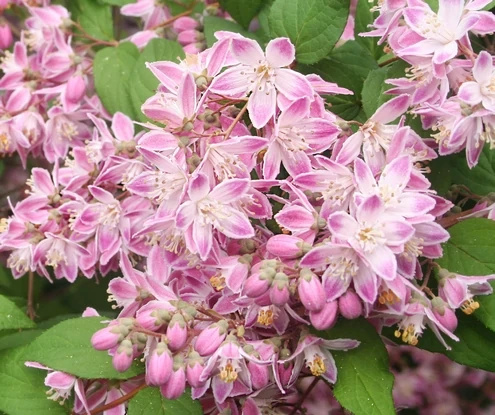 Żylistek Tourbillon Rouge Deutzia magnifica 1l