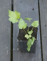 Zawilec Japoński Splendens Anemone Hupehensis 9