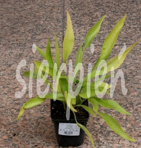 Jeżówka Fountain Red Echinacea 9